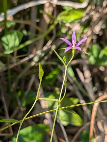 Rotanthella floridana
