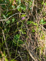 Rotanthella floridana, photograph Scott Allen Davis, CC BY, iNaturalist via GBIF