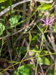 Rotanthella floridana, photograph Scott Allen Davis, CC BY, iNaturalist via GBIF