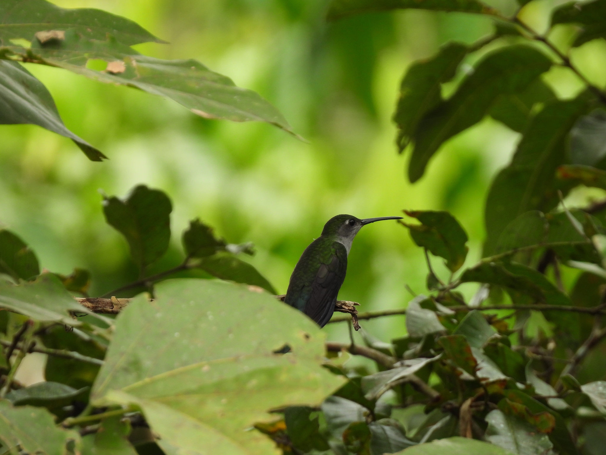 Grey-breasted Sabrewing (Campylopterus largipennis), photo 4
