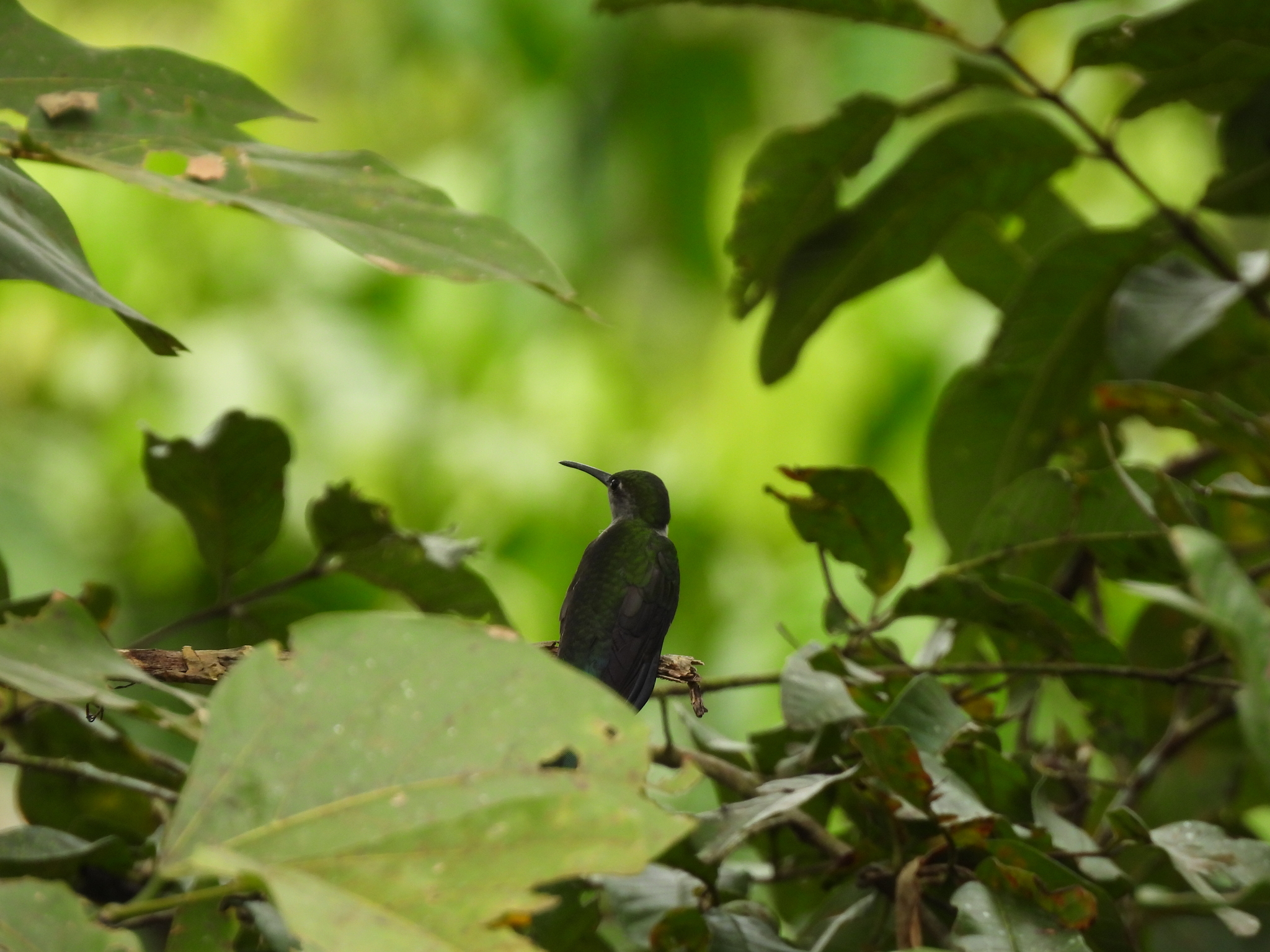 Grey-breasted Sabrewing (Campylopterus largipennis), photo 5