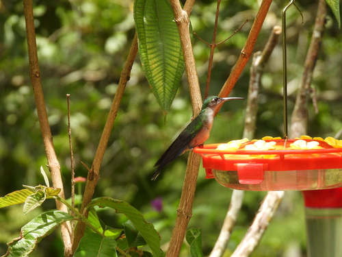 Grey-breasted Sabrewing (Campylopterus largipennis), photo 9