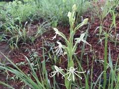 Habenaria macroceratitis