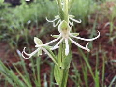 Habenaria macroceratitis
