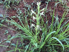 Habenaria macroceratitis
