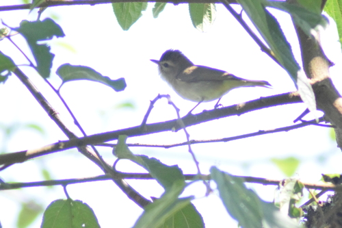 Brown-capped Vireo (Vireo leucophrys), photo 5