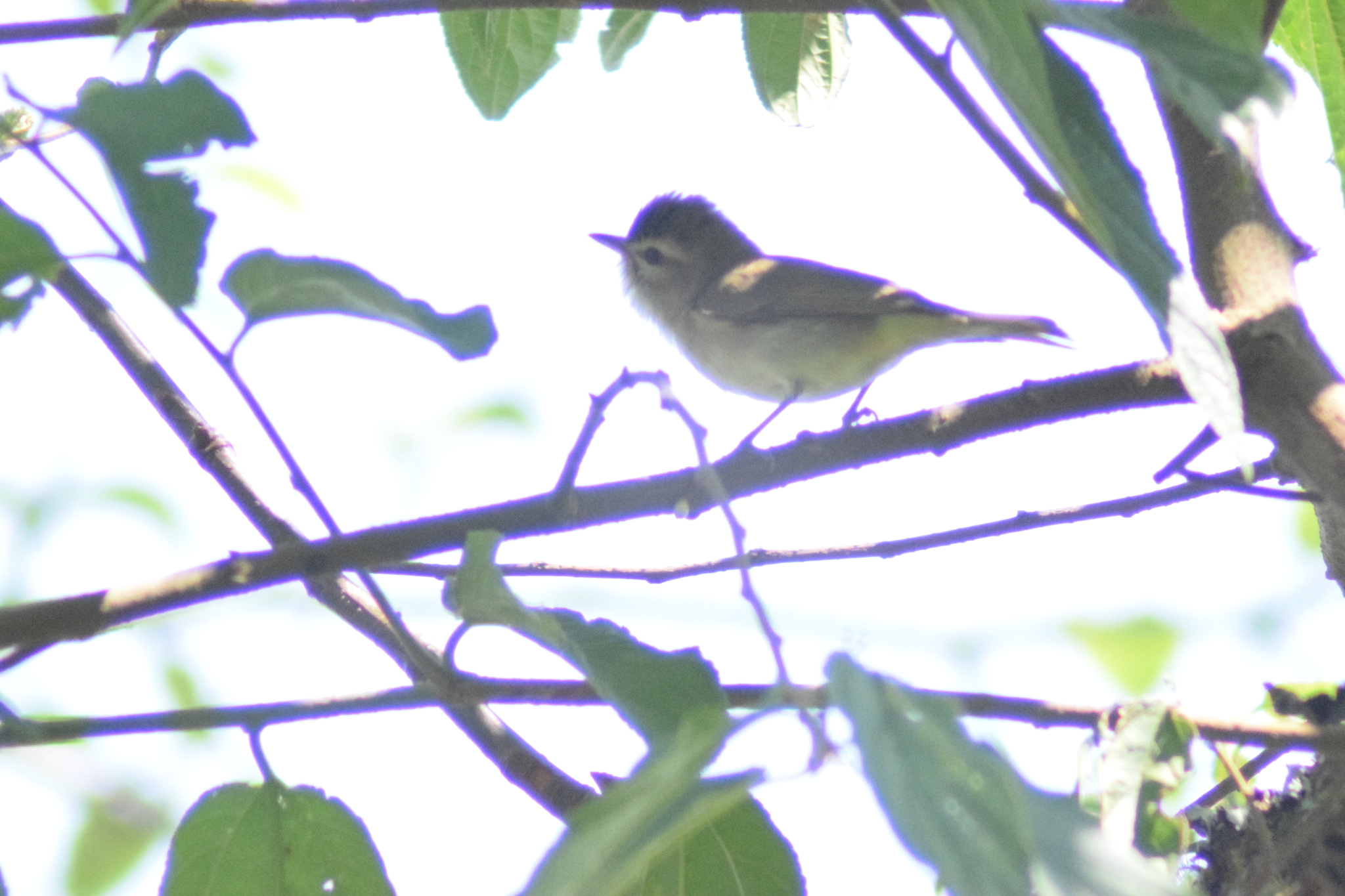 Brown-capped Vireo (Vireo leucophrys), photo 5