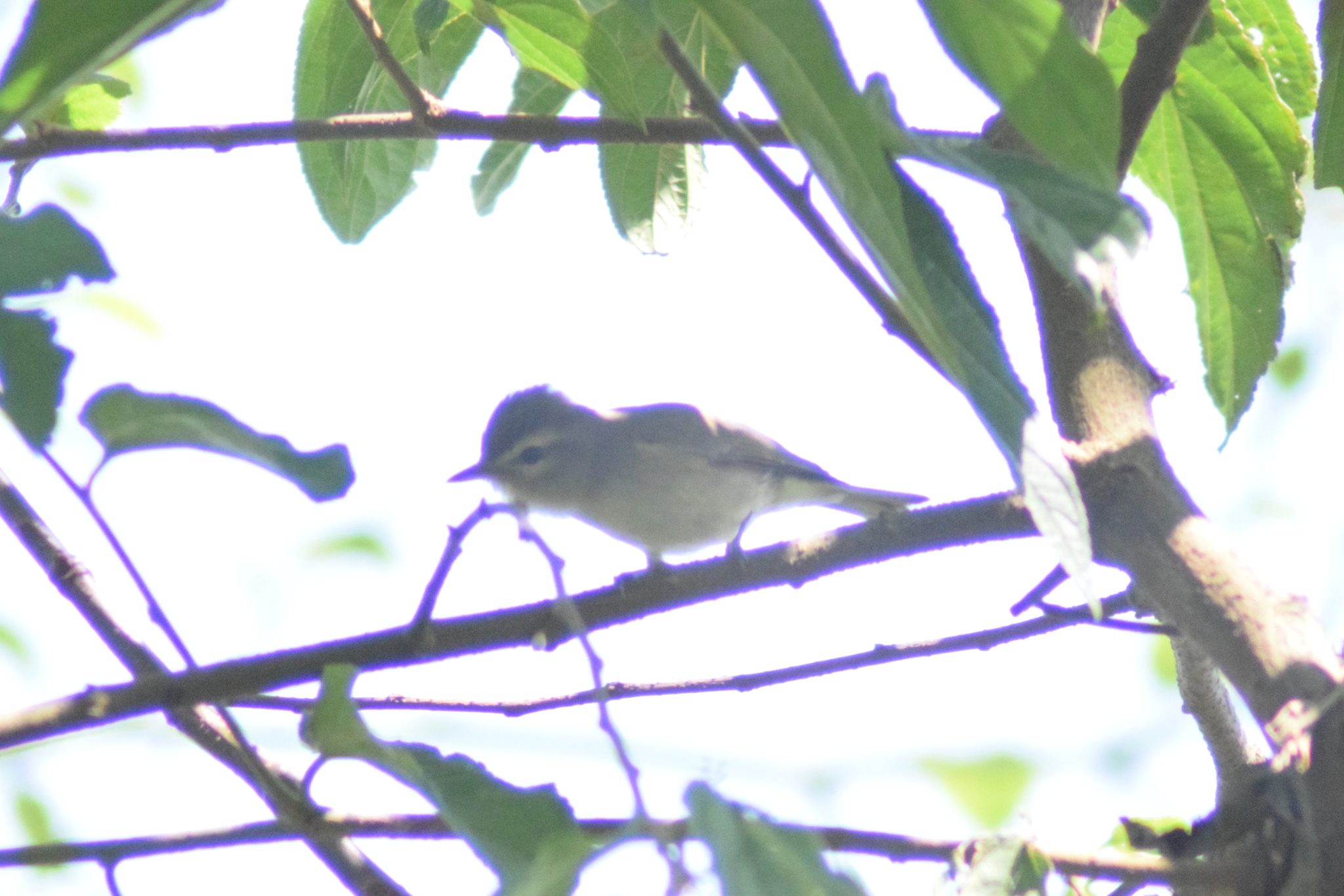 Brown-capped Vireo (Vireo leucophrys), photo 6