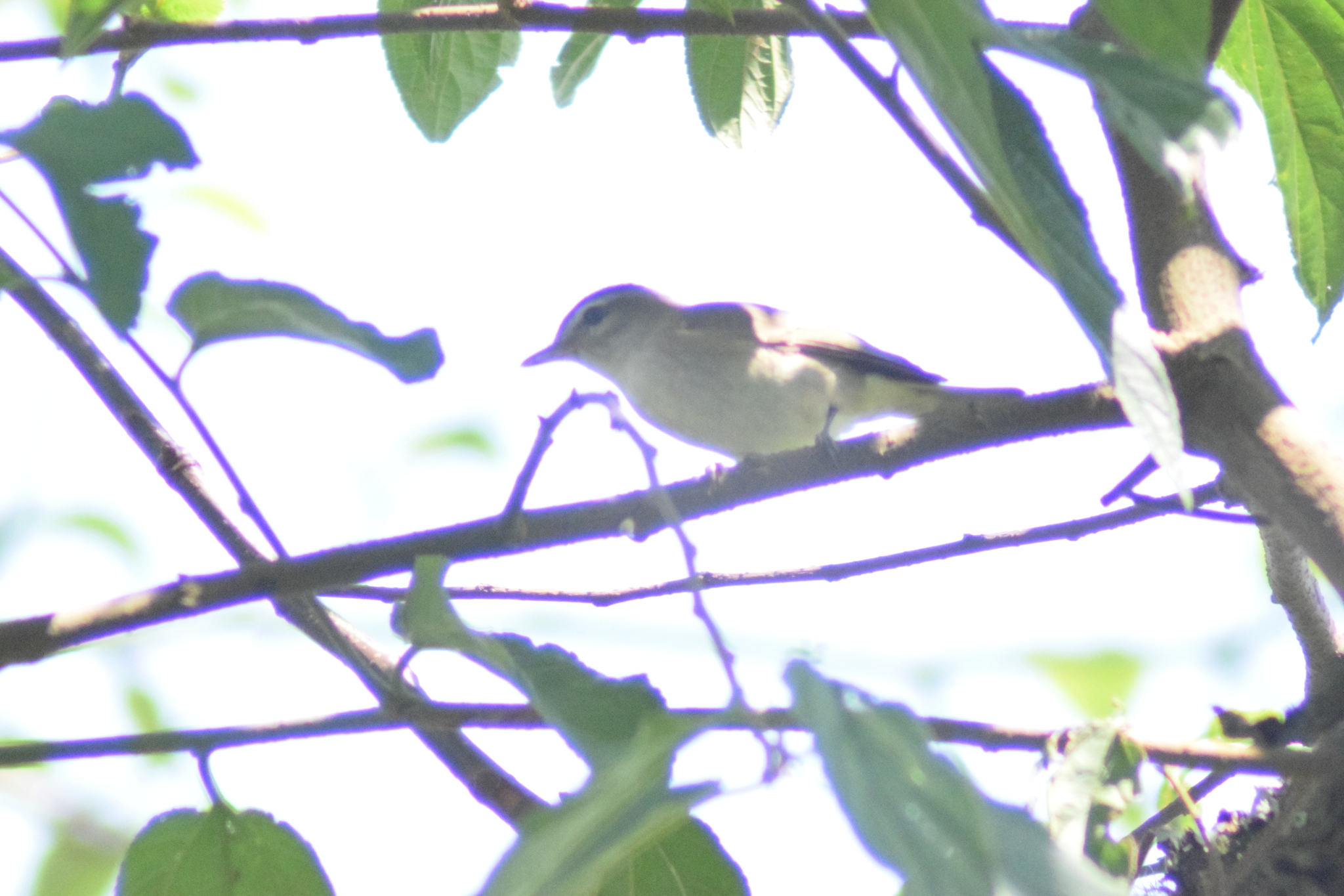 Brown-capped Vireo (Vireo leucophrys), photo 7