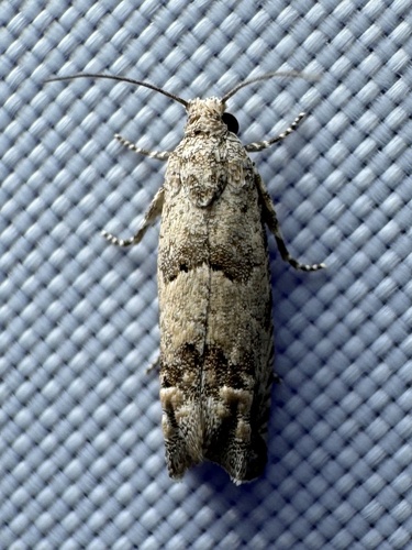Pelochrista consobrinana