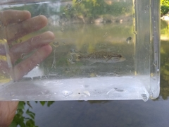 Micropterus dolomieu