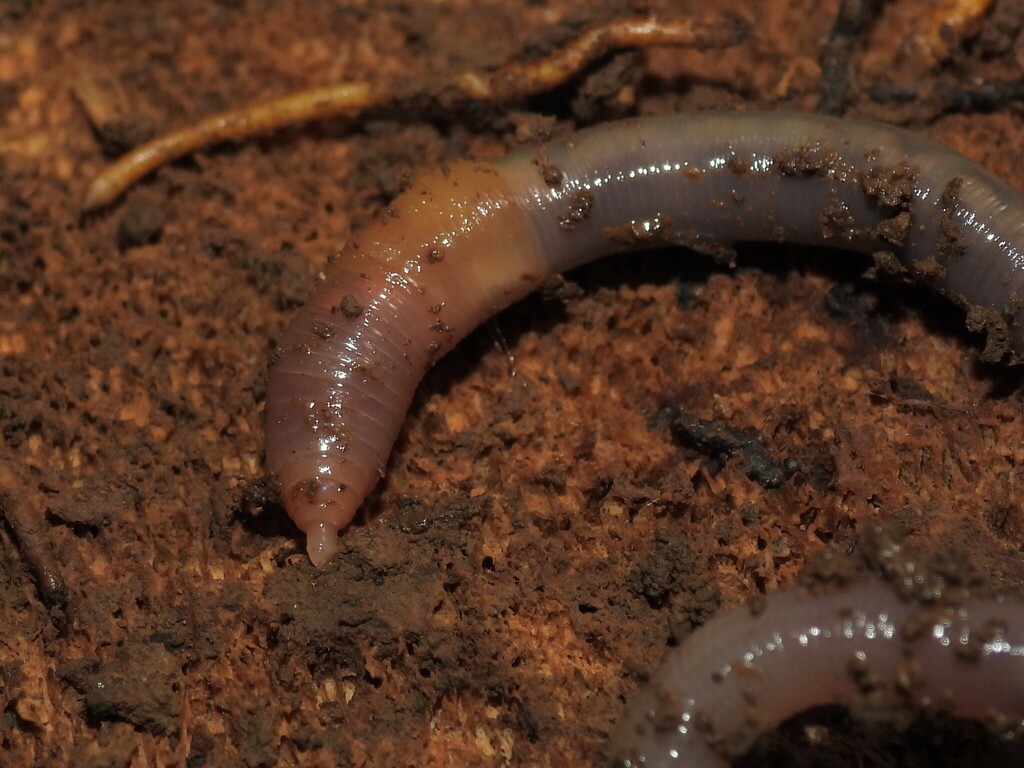 Earthworm