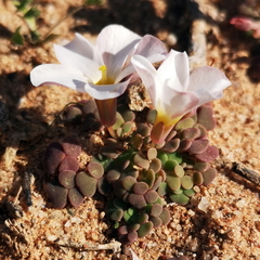 Oxalis lichenoides