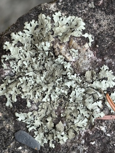 Xanthoparmelia cumberlandia