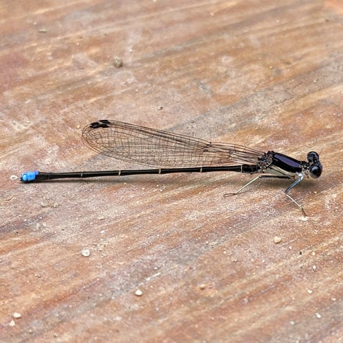 Blue-tipped Dancer (Argia tibialis), a species recorded in Mississippi