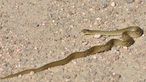 Tropical Forest Snake