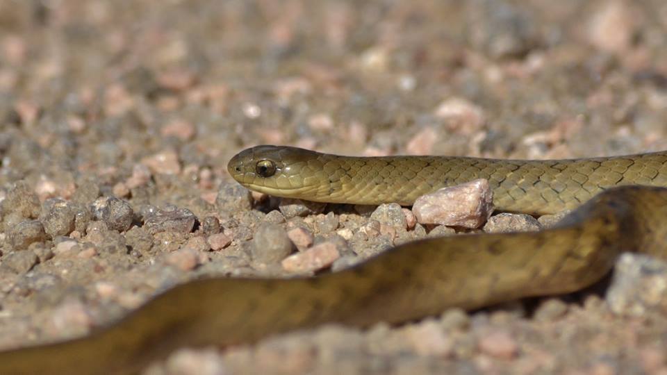 Tropical Forest Snake