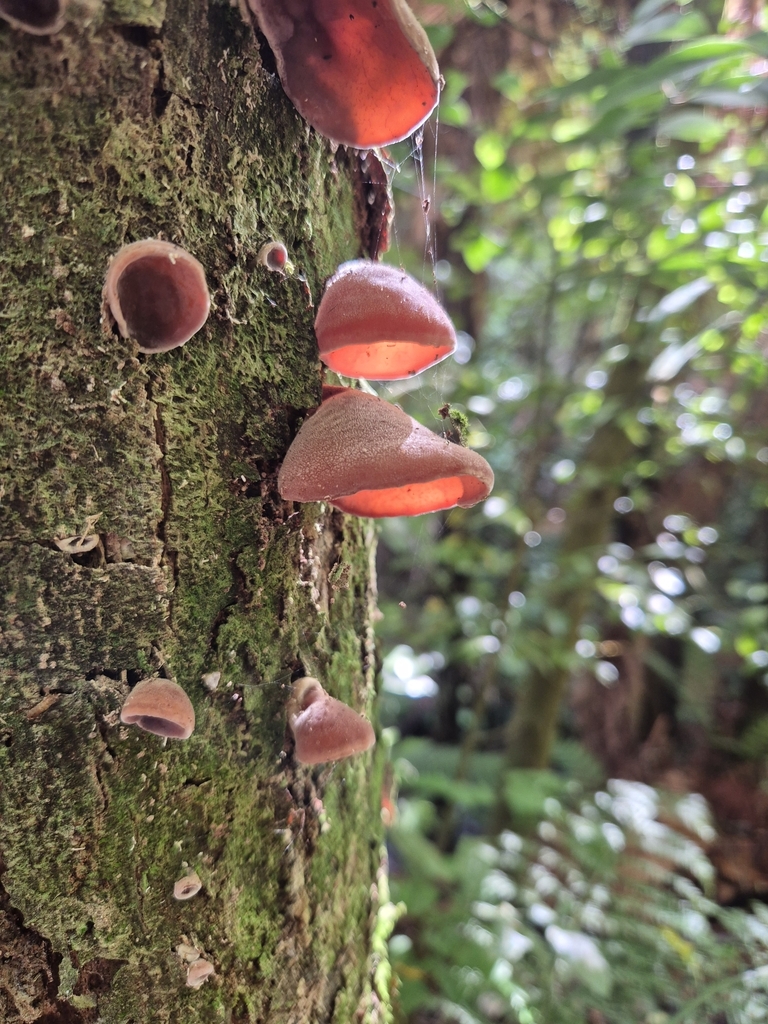 Auricularia cornea · March 2025 · photo: © rempson (iNaturalist, cc-by)