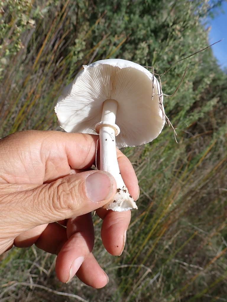 Leucocoprinus leucothites