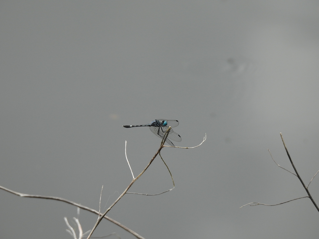 Blue-tipped Dasher
