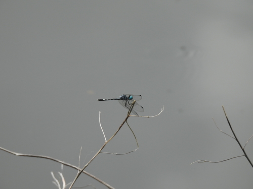 Blue-tipped Dasher
