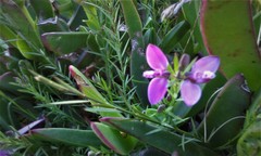 Polygala umbellata