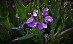 Polygala umbellata