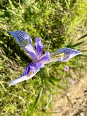 Iris longipetala, photograph (c) Karen Offereins, some rights reserved (CC BY)