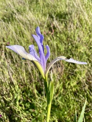 Iris longipetala, photograph (c) Karen Offereins, some rights reserved (CC BY)