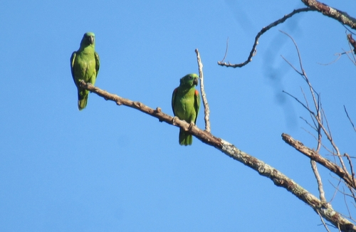 Yellow-crowned Amazon