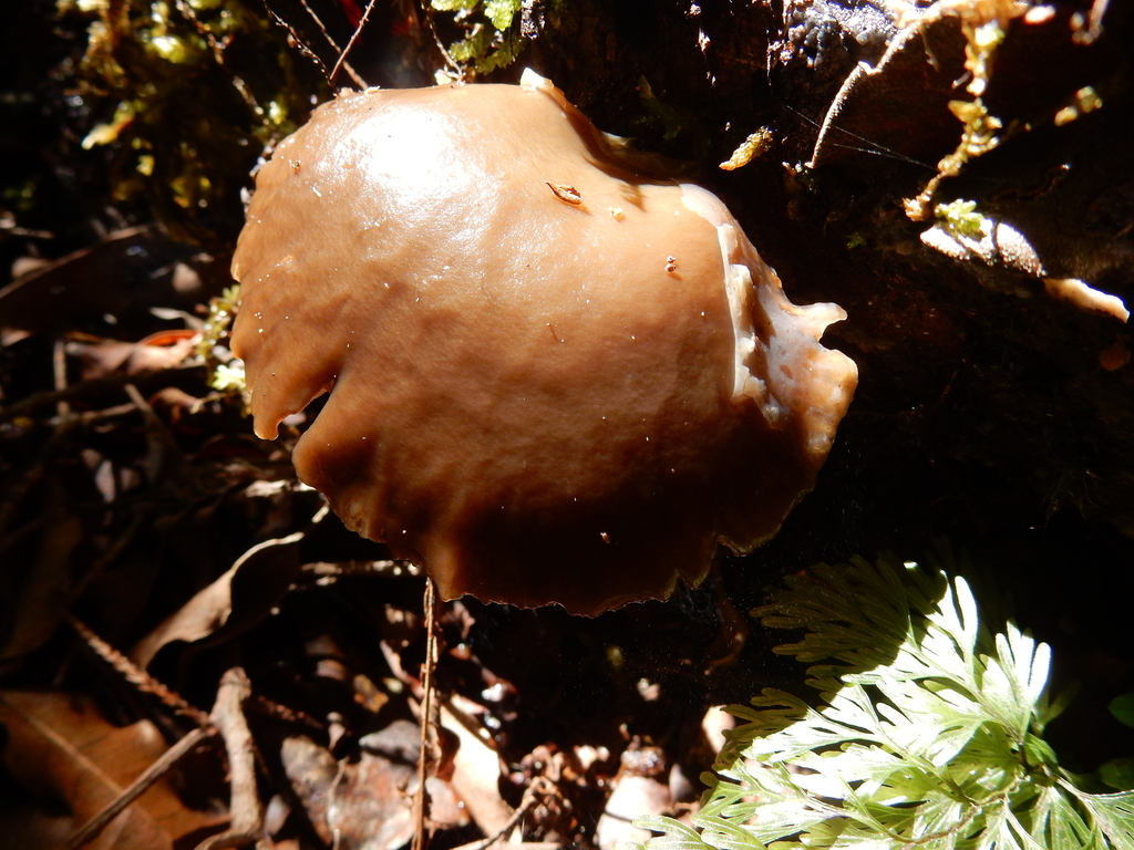 Scytinotus longinquus