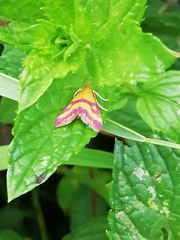 Pyrausta sanguinalis
