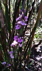 Muraltia knysnaensis