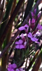 Muraltia knysnaensis