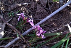 Muraltia knysnaensis