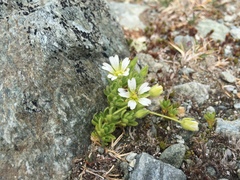 Cerastium pedunculatum
