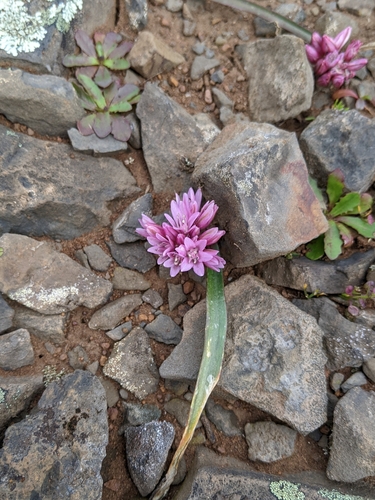 Image of Cascade Onion (Allium cratericola) by (c) Kayla Sweeten, some rights reserved (CC BY)