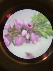 Erica parviflora