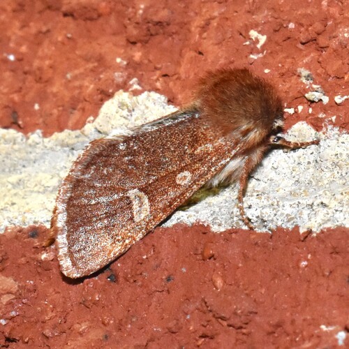 Fawn Sallow photo 2