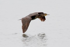 Phalacrocorax carbo