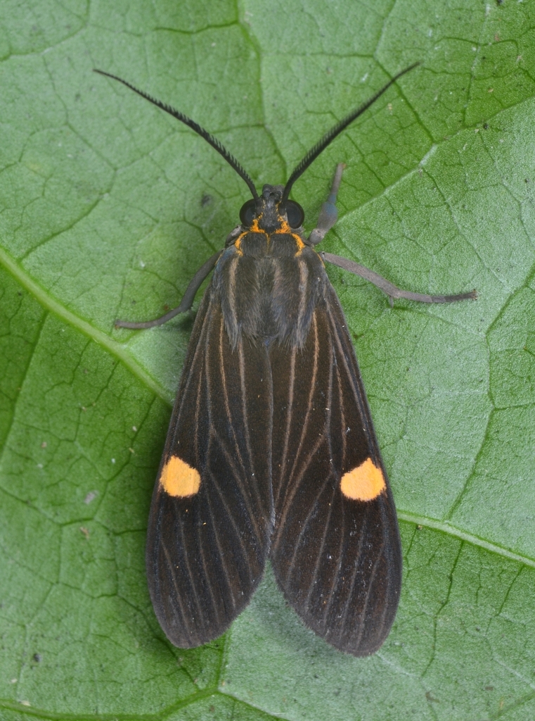 Aclytia
