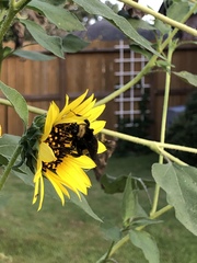 Bombus pensylvanicus