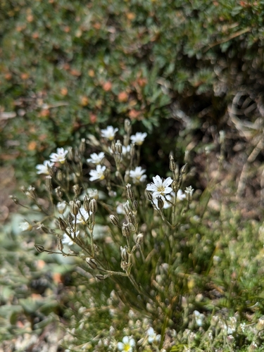 Image of Eremogone fendleri by (c) MtBotany, some rights reserved (CC BY-SA)