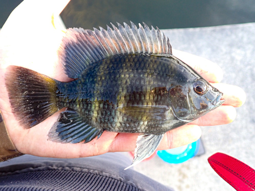 Zebra tilapia (Heterotilapia buttikoferi) — Cichlidae — 2