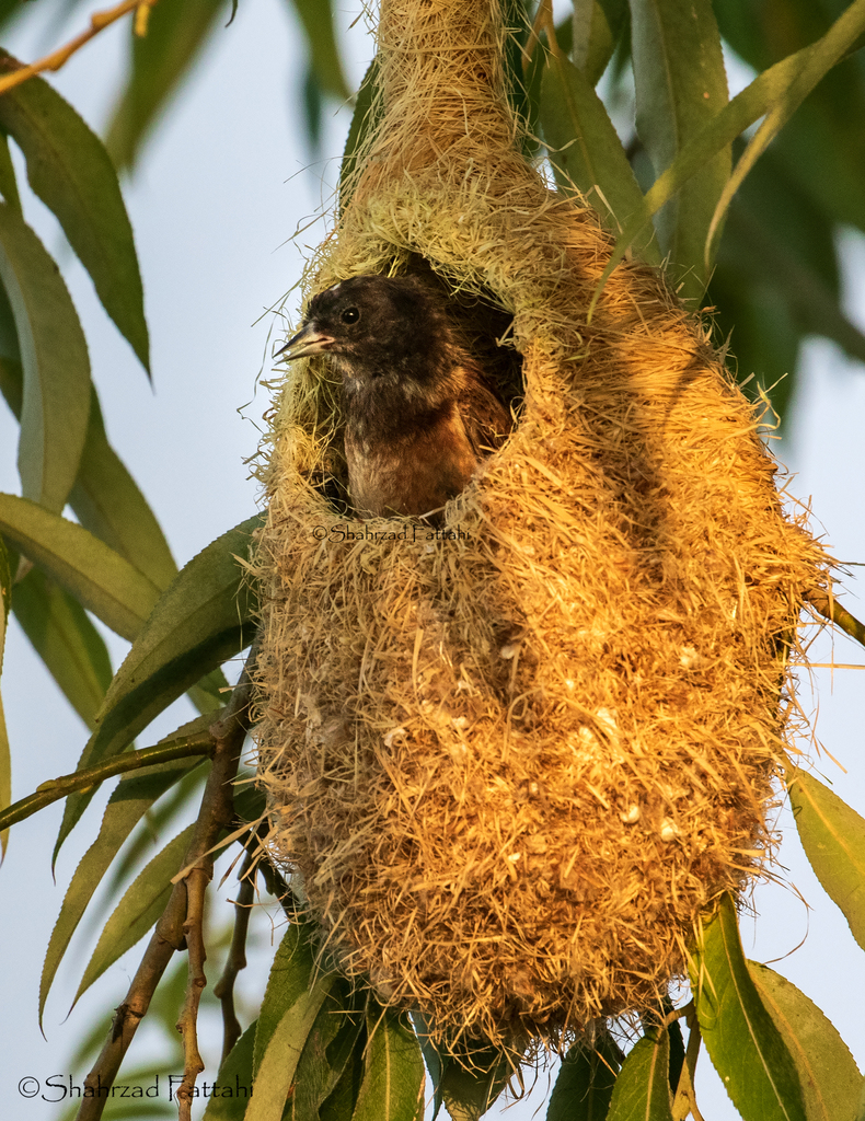 Black-headed Penduline-Tit photo