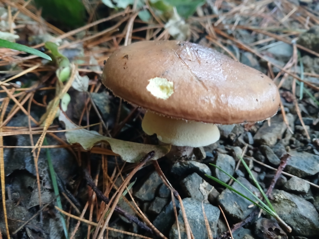 Suillus luteus