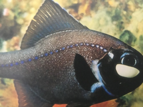 Eyelight fish (Photoblepharon palpebratum) — Anomalopidae — 3