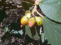 Cordia monoica image