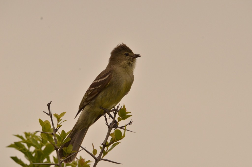Small-Headed Elaenia