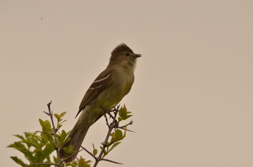 Brazilian Elaenia